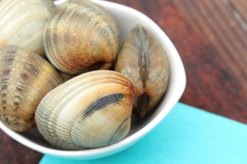 Carpetshell clams